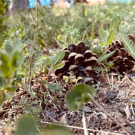 Apartamento Brvnara Ispod Cigote Zlatibor