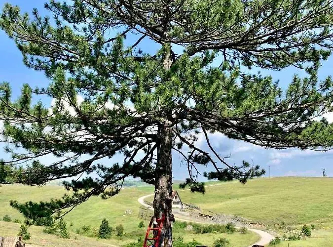 Brvnara Ispod Cigote *