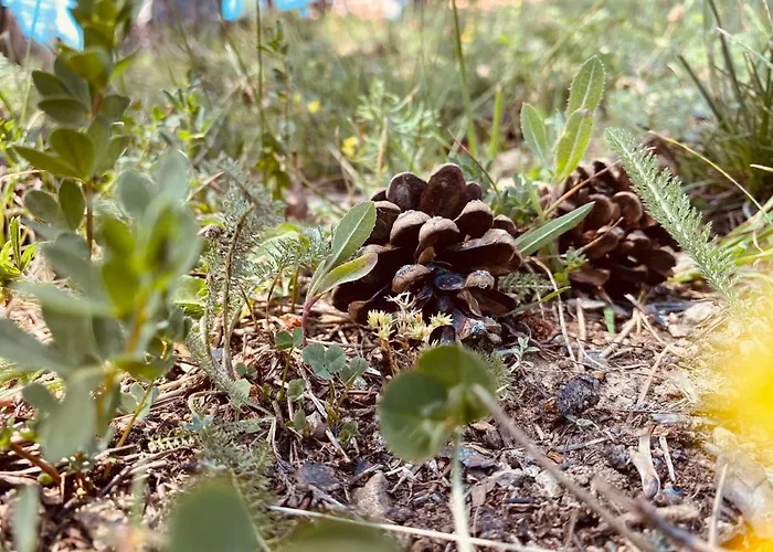 Апартаменты Brvnara Ispod Cigote Златибор